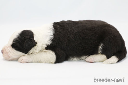 成約済の神奈川県のボーダーコリー-304588の6枚目